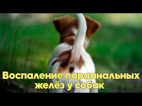 ВОСПАЛЕНИЕ ПАРААНАЛЬНЫХ ЖЕЛЁЗ У СОБАК - Первые Симптомы, Лечение и Профилактика. Советы ветврача.