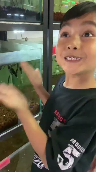 Dewa beli Ikan hias #shorts #shortvideo #ikanhias #ikancupang
