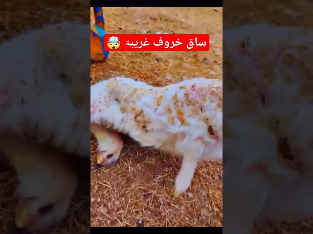 ساق خروف غريبة | #animalspets #viralfunn #unbelievable #lamb class=