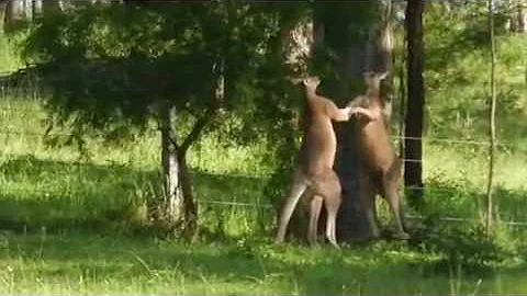 Kangaroo Fight from Australia with Narration by Al...