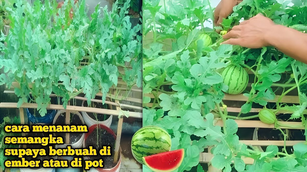 cara menanam semangka di ember bekas atau pot supaya berbuah