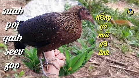 poj qaib seev tsauj nteg qe I tiếng gà mái rừng siêu phẩm kích trống