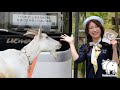 吉がけ牧場にバスツアーがやってきた(#^^#) 2023年5月13日 手作りヤギ牧場 goat farm