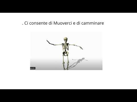 Il corpo umano: A cosa serve lo scheletro