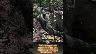 “Pria ini kaget saat mengetahui ada ular besar yang bersarang di kebunnya‼️” #shorts #viral