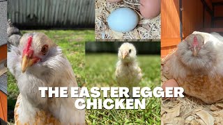 ALL ABOUT THE EASTER EGGER! What you need to know.