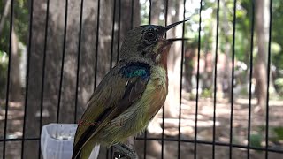 Burung Kolibri Daun Isian Kenari Ngeroll