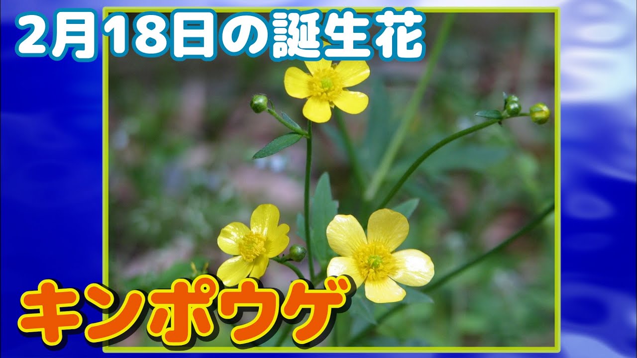 2月18日の誕生花 キンポウゲ どんな花 あなたに送る花言葉は Youtube
