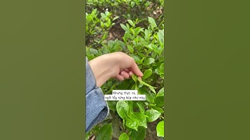 Tưởng tượng và thực tế khi thu hoạch chè Thái Nguyên