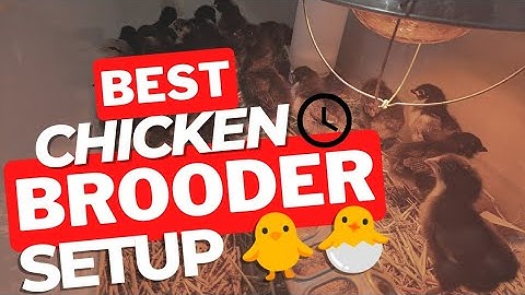 How to Set Up a Chicken Brooder 🐥 🐣 🐔