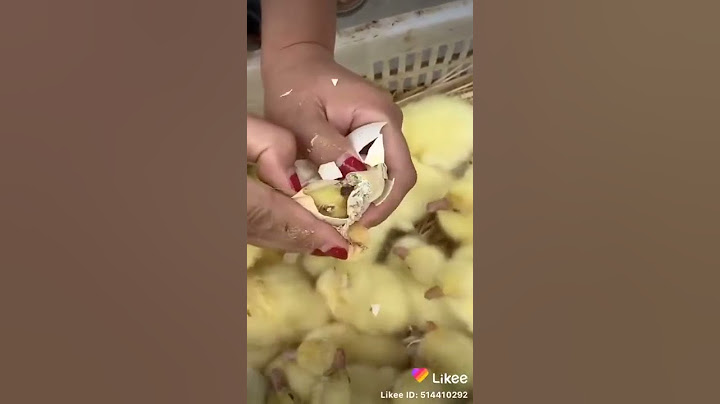 con vịt con mới nở kìa đáng yêu quá 😍😍😍😍😍😍