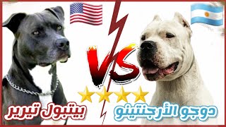 المقارنة الشاملة بين الدوجو الأرجنتينو VS البيتبول تيرير  || Pitbull Terrier VS Dogo Argentino