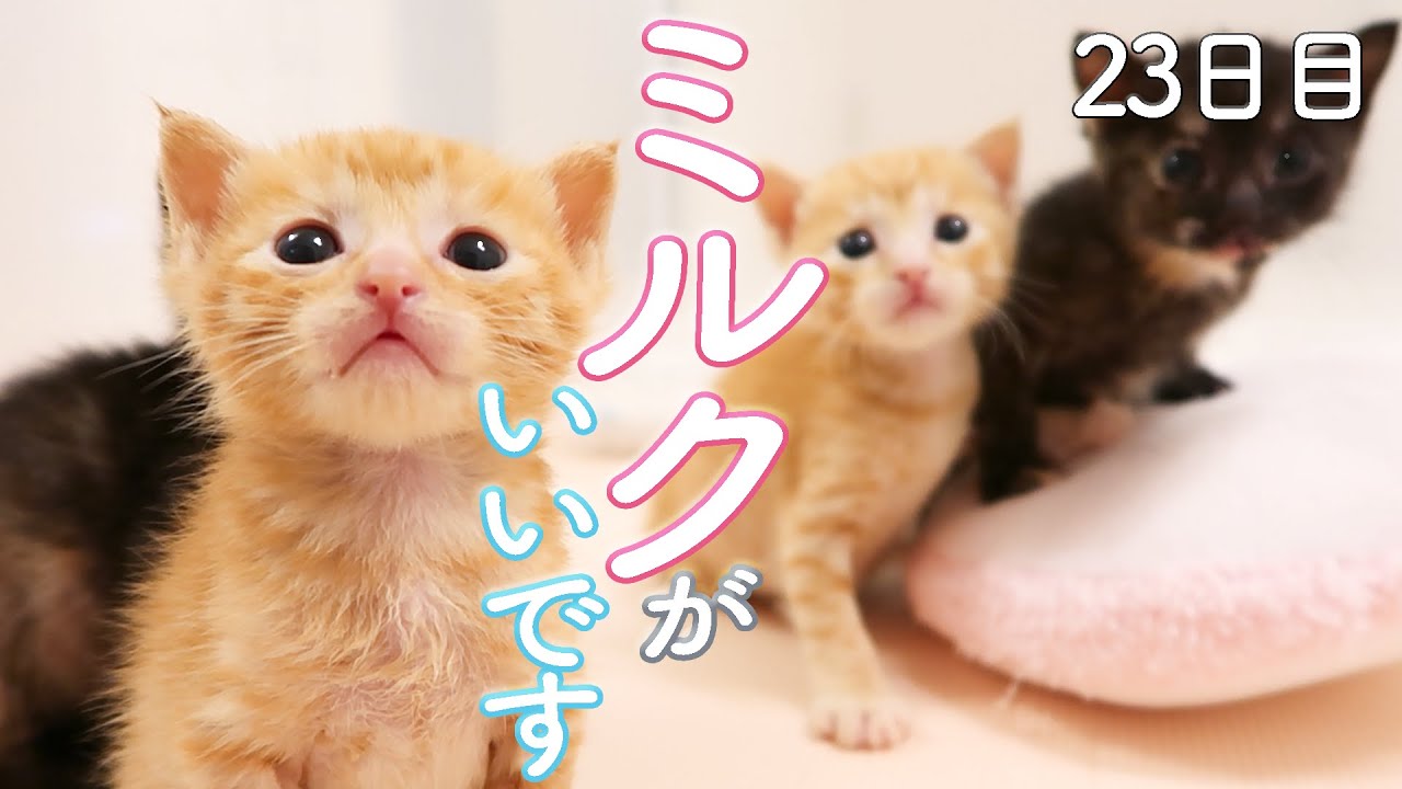 柑橘兄妹　お預かり２３日目　ごはんもいいけど、やっぱりミルクが好き　保護猫ミルクボランティア