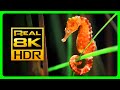 Incredible seahorse aquarium in 8kr  soothing  relaxing music  relaxing tv art screensaver