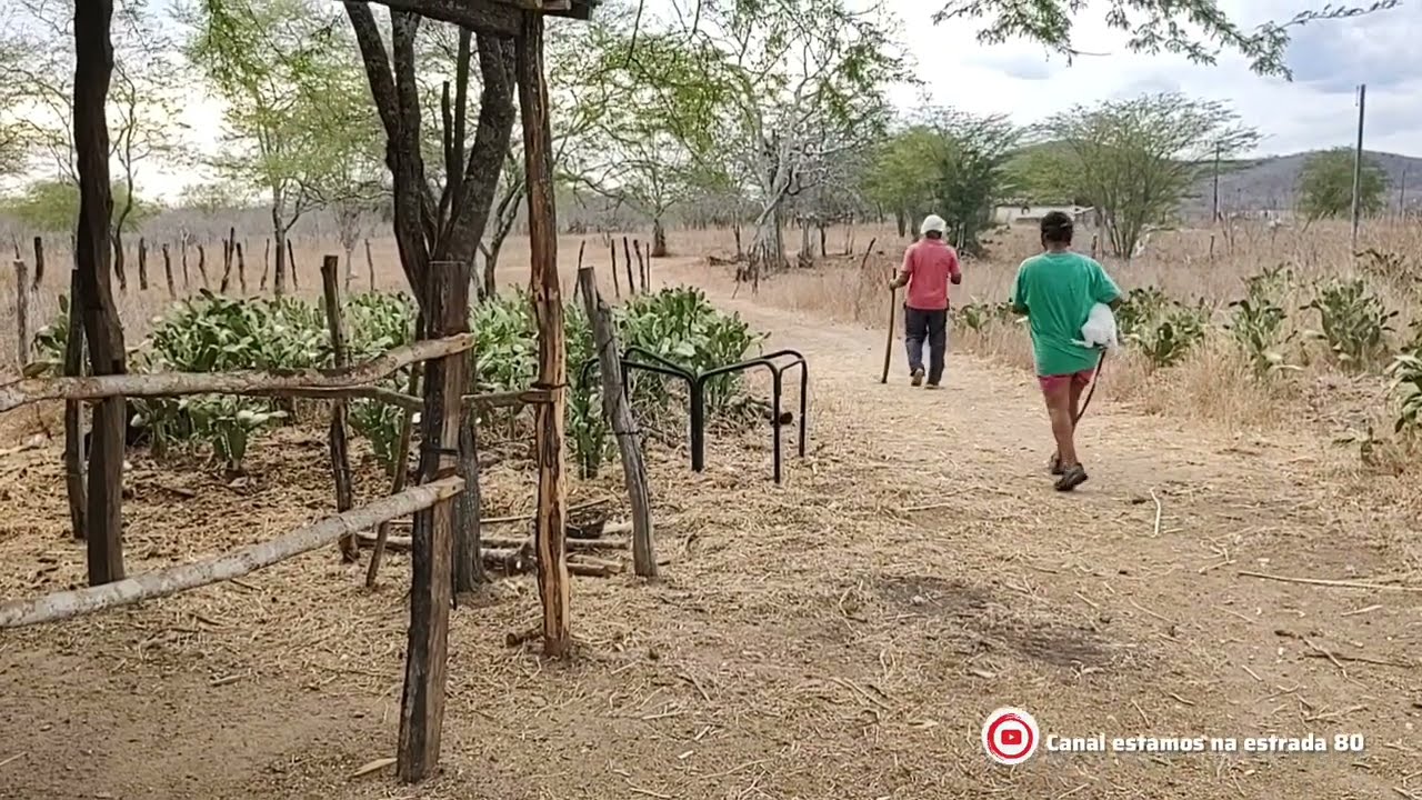 Conheça um pouco da catinga no sertão alagoano