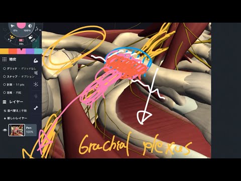 Anatomy and fascial connection of subclavius (English)