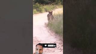 Lioness Chasing Two Cheetah Brothers lion wildlife animals lionsofafrica