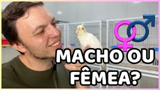 DESCOBRINDO SE O FILHOTE É MACHO OU FEMEA PELA COR (MUTAÇÃO DA CALOPSITA)