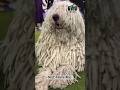 “Komondor: The Dreadlocked Defender”.                                   #documentary#usashorts#fyp