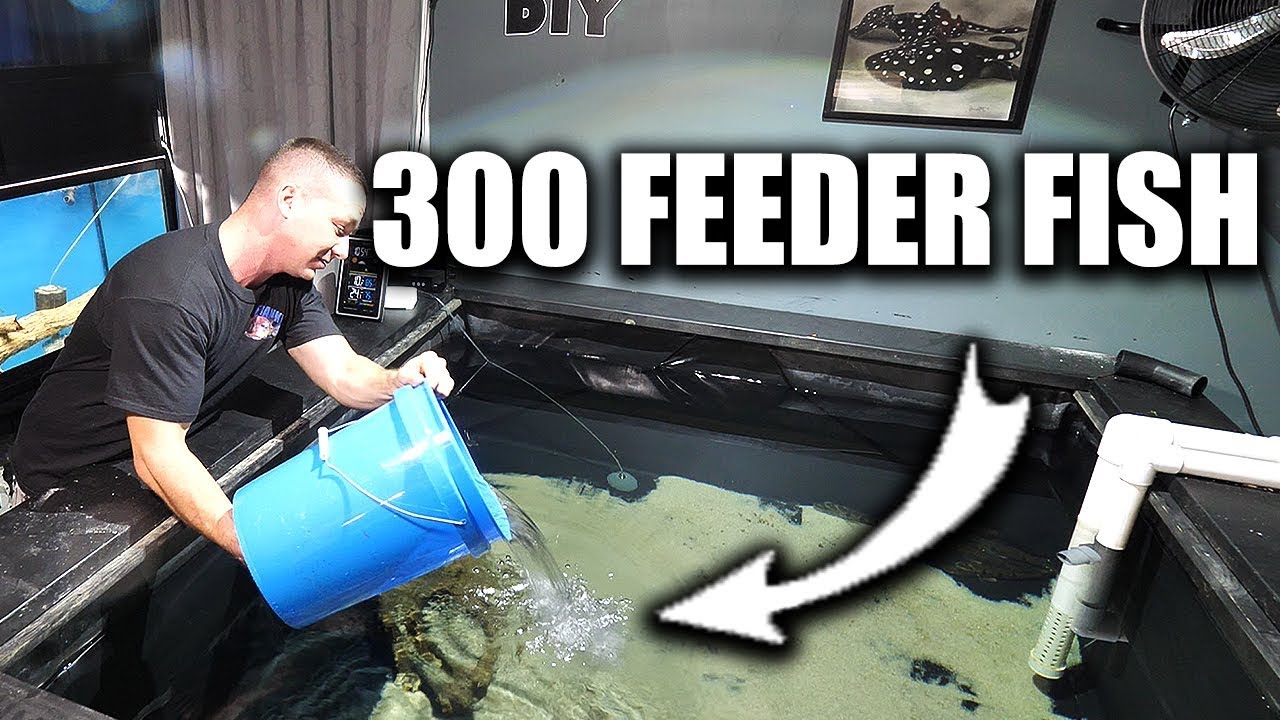 FEEDING THE PREDATOR FISH POND YouTube