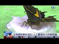 [新闻直播间]福建德化 珍稀蝶种野外放归 人工繁育助力种群恢复 | 新闻来了 News Daily