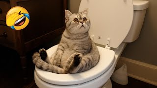 видео: Постарайся не засмеяться 😂 Самые смешные животные 😹🐶 Часть 15 картинка: Постарайся не засмеяться 😂 Самые смешные животные 😹🐶 Часть 15
