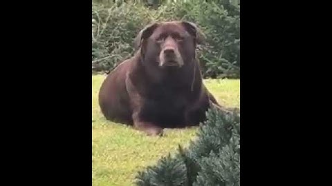 Thumbnail of Damn BOI HE THICC (with audio)
