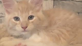 Misty's Kittens Video 2