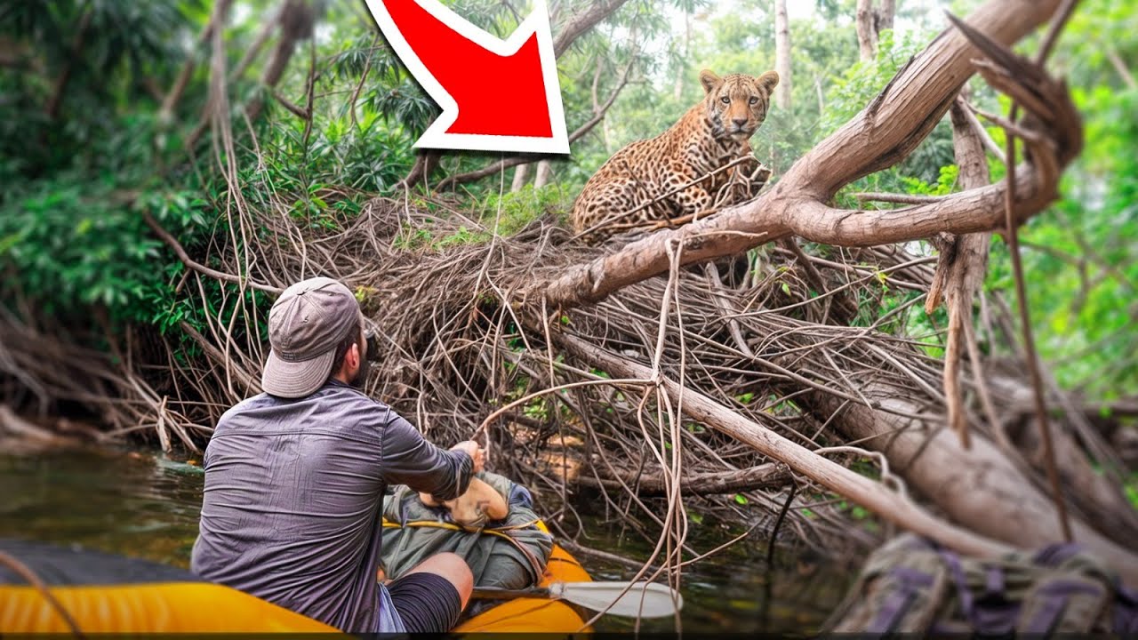 Nez à nez avec un JAGUAR en pleine JUNGLE ! (30j de Survie en Amazonie)