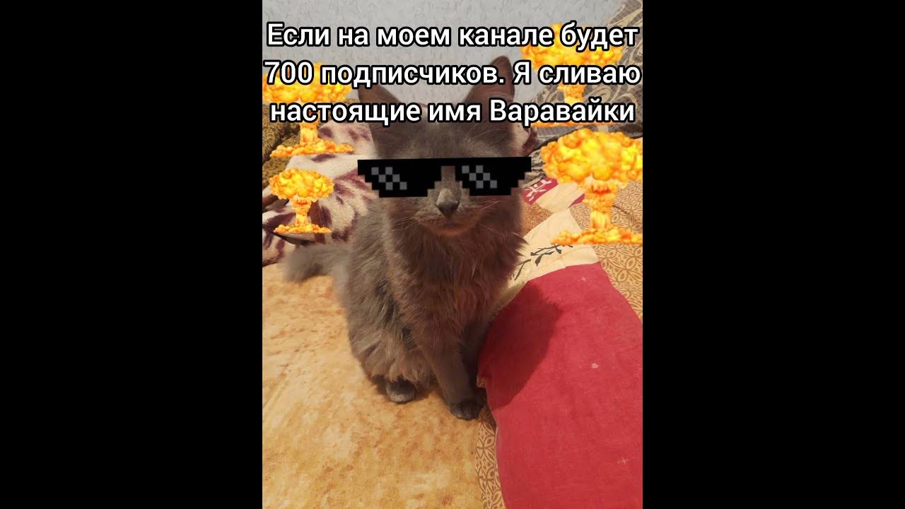 Настоящие имя Варавайки #котики #кот #shorts #cat #cats - YouTube