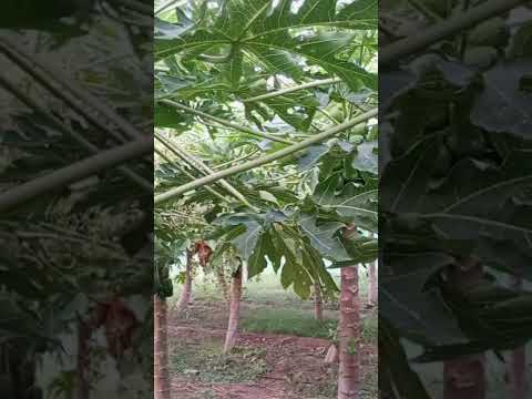 حقل شجرة البابايا في تونس أول تجربة في شمال افريقيا