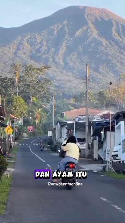 Ayam ditabrak motor #shortvideo #shorts