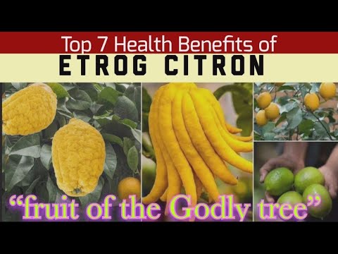 Video: Etrog Fruit Information - What Is An Etrog And Care Of Citron