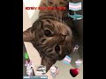 #cat #lgbtq . . . spraky says trans rights