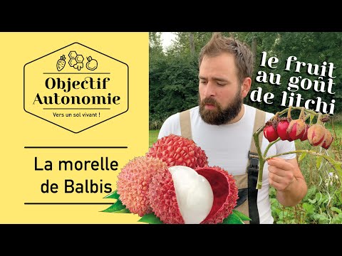 Vidéo: En savoir plus sur la culture des tomates litchi