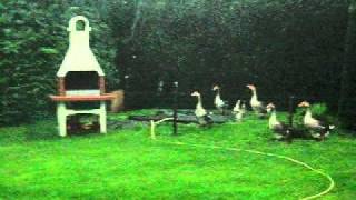 Ganzen in het onweer