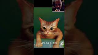 Playing “stray”the cat simulator #gaming #cat #clips screenshot 2