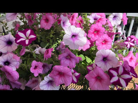 Video: Plant Petunia In Turfmoerasse (32 Foto's): Hoe Om Saad Vir Saailinge Stap Vir Stap Te Plant? Stap-vir-stap Verbouing En Daaropvolgende Pluk