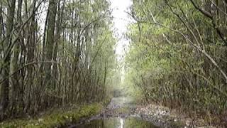 April 18 cedar swamp hike 4