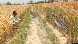 Very Amazing Birds Trap For catching Bird 2024