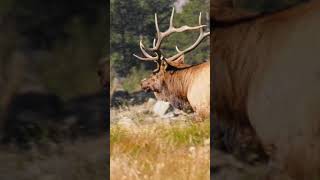 Elk bugling Elk rut #shorts