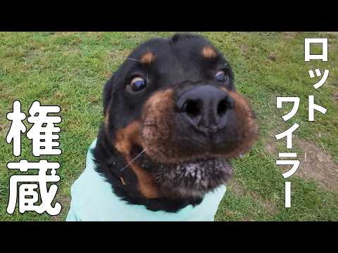 【ロットワイラー】権蔵くんとぶらり散歩