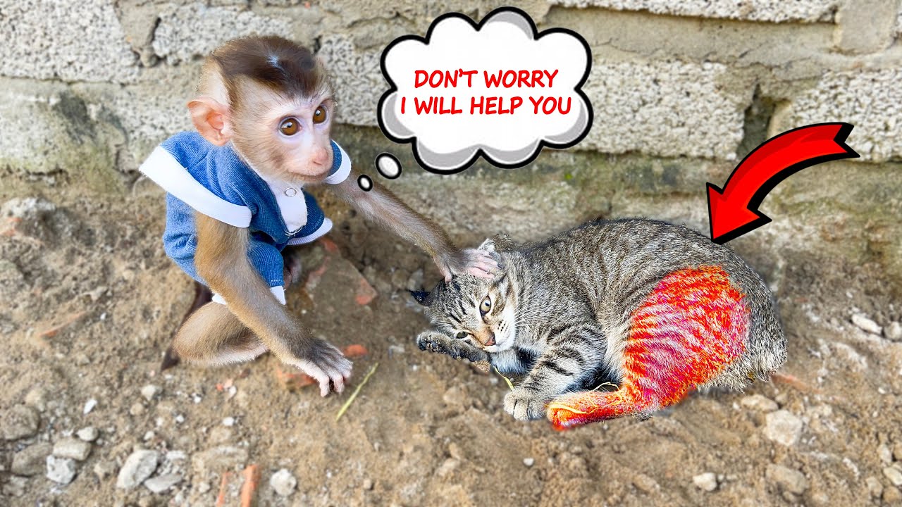 Smart monkey Sasa ran to call his mother to help the crippled cat