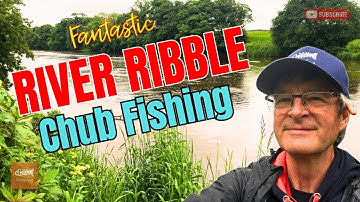 FANTASTIC Chub Fishing on the River Ribble | Ledgering with flavoured meat