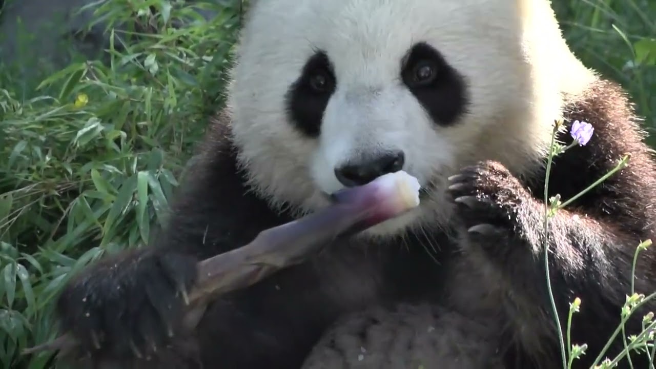 🐼🐼 Panda Meng Yuan and Meng Xiang celebrated their third birthday in Berlin Zoo