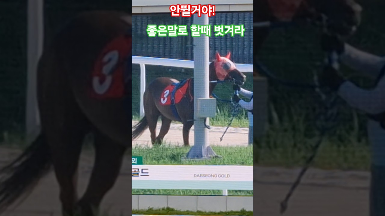 알았어! 알았어!^^#경마 #말 #달려라말 #shorts