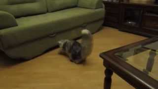 Maine coon and the lovely tail. Мейн Кун и прелестный хвост.