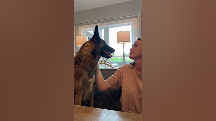 Paying the fry tax with my dog #dog #malinois #belgianmalinois