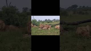 3 Kambula Male Lions With Sister Today