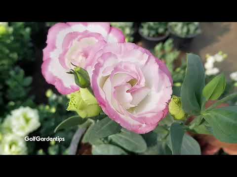 วีดีโอ: ปลูกดอกไลเซนทัสที่บ้านได้อย่างไร?